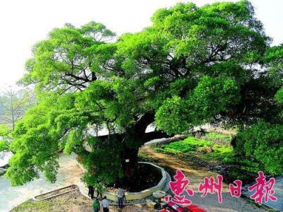 榕树可以改善风水吗 榕树可以改善风水吗 改善办公室冬季风水