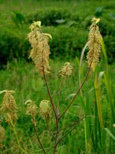 荨麻科 苎麻(Boehmeria nivea)，荨麻科  