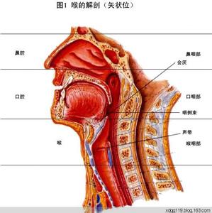 口含玄参片能治咽炎吗 图文：久治不愈咽炎一周根治“玄参汤”