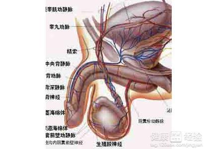 怎样判断是否得阴茎癌 阴茎癌治疗方法的三大有效方式