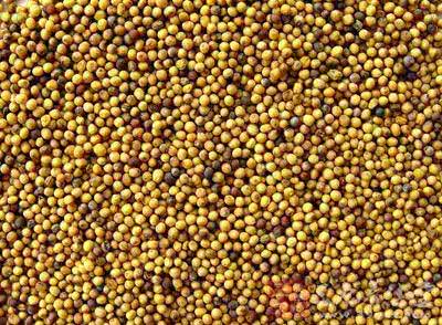 芥子纳须弥是什么意思 芥子什么意思？