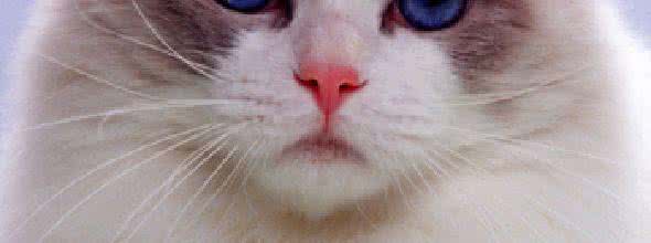 生猪饲养管理技术要点 新生幼猫的饲养管理小要点
