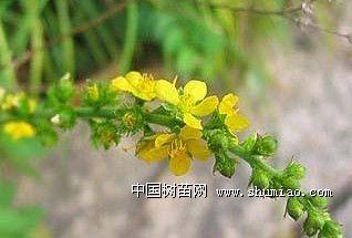 苦龙芽的药用价值 龙芽的花语是什么