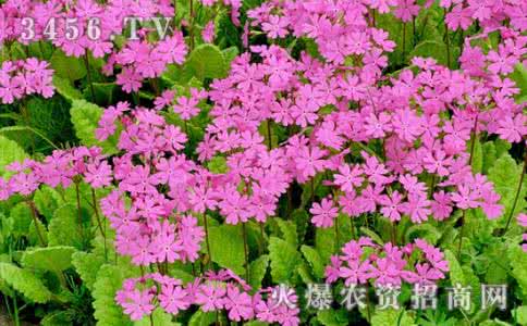 樱花草花语 樱花草的传说和花语 樱花花语是什么 樱花传说