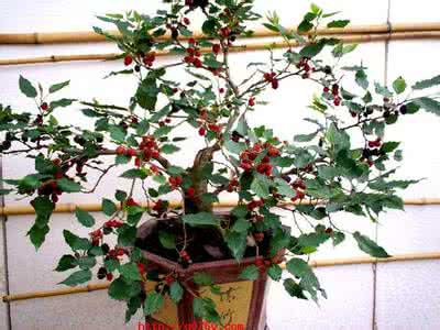 果树盆栽实用技术 【实用技术】花、果树嫁接