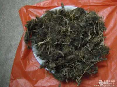 五加皮 祖传秘方：急慢性肾炎两月根治夏枯草车前草五加皮汤
