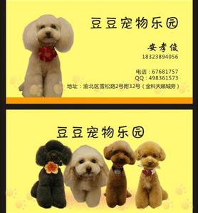 想开宠物店需要学什么 开宠物店需要什么 开宠物店要具备什么