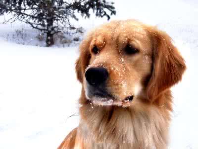 如何挑选好的金毛幼犬 如何挑选金毛犬