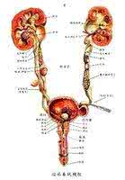 泌尿系结石症状 泌尿系结石是什么 泌尿结石的症状和治疗