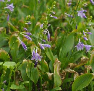 蜜蜂的养殖方法介绍 紫萼养殖方法介绍