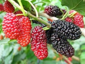 常温下桑葚该怎么保存 新鲜的桑葚怎么保存