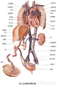 鸟类的循环系统 循环系统的进化  鸟类的循环系统  
