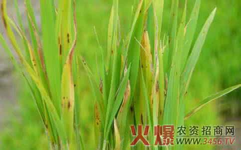 大麦条纹病的病状类型 大麦条纹病