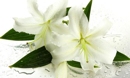 小百合 百合小披