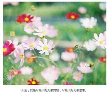 晚安心语 晚安心语151111:花是淡的香,心是淡的真