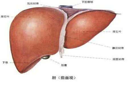 肝癌的早期症状 男性肝癌的早期症状有哪些？