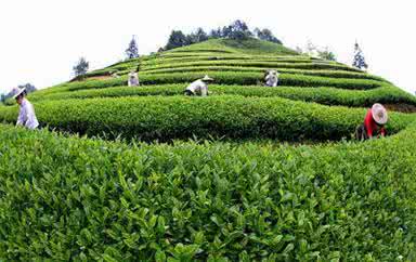 云南冰岛普洱茶 【品茶】探秘云南冰岛普洱茶种植基地