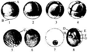 蛙卵到囊胚期需要多久 蛙的发育  囊胚期