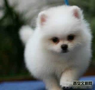 博美犬价格多少钱一只 博美犬多少钱一只