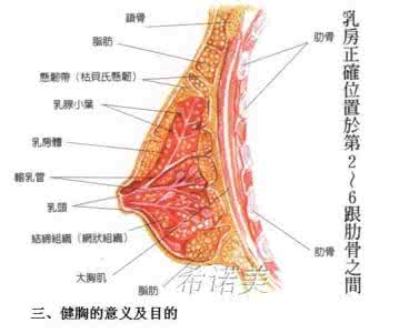 三位一体2图文攻略 胸部体相的图文分析