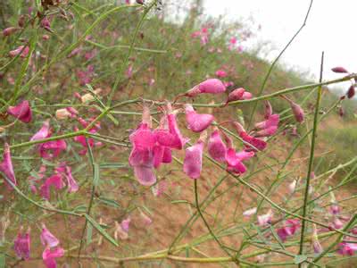 蒙古岩黄芪价格 蒙古岩黄芪