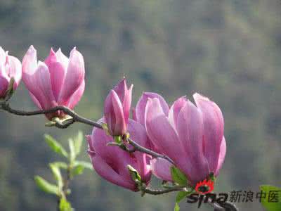 辛夷花 过敏性鼻炎 鼻炎妙药辛夷花(图)