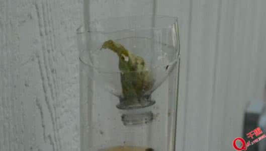 苍蝇陷阱 教你做苍蝇陷阱！黑压压全是苍蝇！