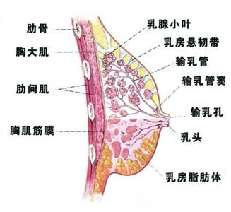 导致乳腺增生的原因 导致乳腺增生的原因 乳腺增生是怎么导致的？