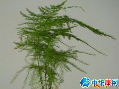 文竹的功效与作用 文竹的功效与作用 中药文竹的作用与功效及使用方法