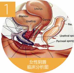 浦东女性外阴整形 浦东女性外阴整形 女性外阴整形都有哪些