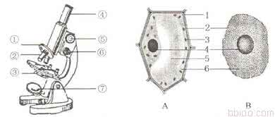 显微镜结构示意图 生物显微镜结构示意图 初中生物结构示意图题集