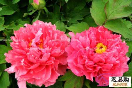 牡丹花语是什么 牡丹花期 牡丹花期多长，牡丹花语是什么？