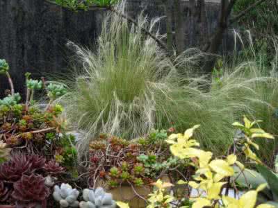 草害虫 在花园里 花友在花园里种一些草，从此再没害虫困扰