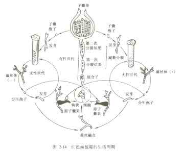 生活周期概念 生活周期