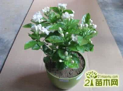 小金蛋养护指南 茉莉花越冬期间的养护指南