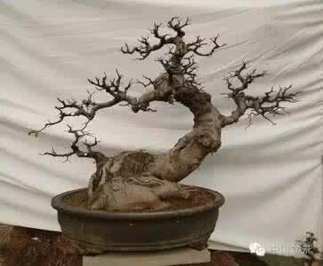 山水盆景山脚的处理 盆景的伤口处理