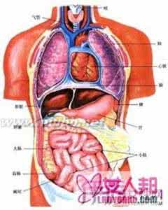 肝脏囊肿症状 肝脏囊肿的症状有哪些 肝脏上有囊肿 如何治疗这种症状