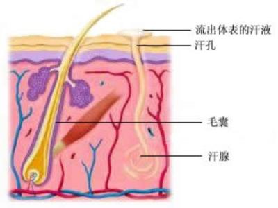 汗毛重的女人 汗毛重怎么办 汗毛重怎么办 女人这里的毛超过1厘米或是病