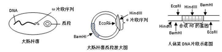 人类的甲型血友病 甲型血友病 甲型血友病的防治