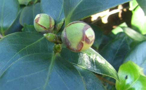 茶花病虫害防治 茶花病虫害防治 “茶花”主要病虫害及其防治