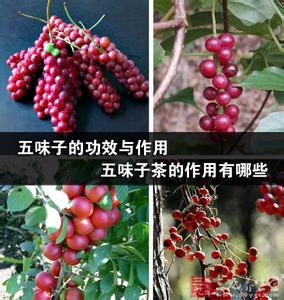 五味子的功效与作用 五味子的功效与作用 五味子的六大功效与作用