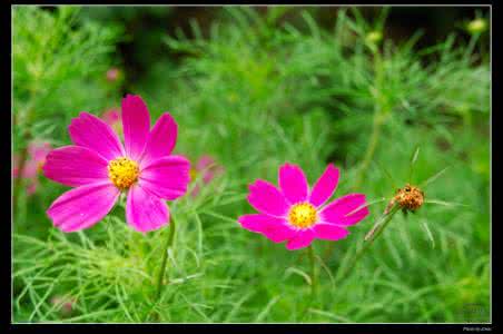 洪烛的诗 洪烛 ：100首写花的诗：夜半山花开