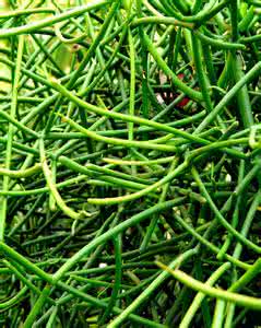 奇特三川底部形态 形态奇特的光棍树(图)