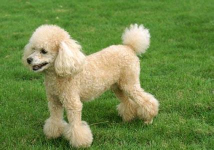 贵宾犬怎么训练大小便 贵宾犬怎么训练