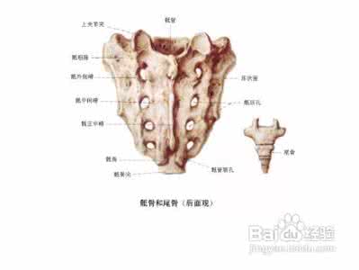 尾骨疼痛 尾骨疼是怎么回事 六大原因导致尾骨疼痛