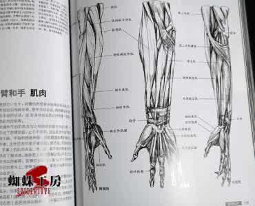 艺用人体解剖书 推荐几本艺用人体解剖、动态类的书 艺用人体