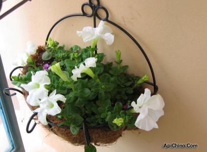 阳台绿色植物 绿植养护 绿色植物的阳光假期  阳台绿植的养护方法