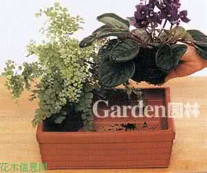 铁线蕨 室内组合盆栽——铁线蕨、非洲紫罗兰组图