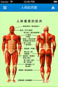肌肉锻炼图解 肌肉锻炼3D图解
