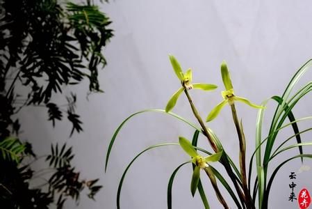 兰花根系 【花卉知识 】兰花根系太粗挤爆盆，没想到是土里加了它！